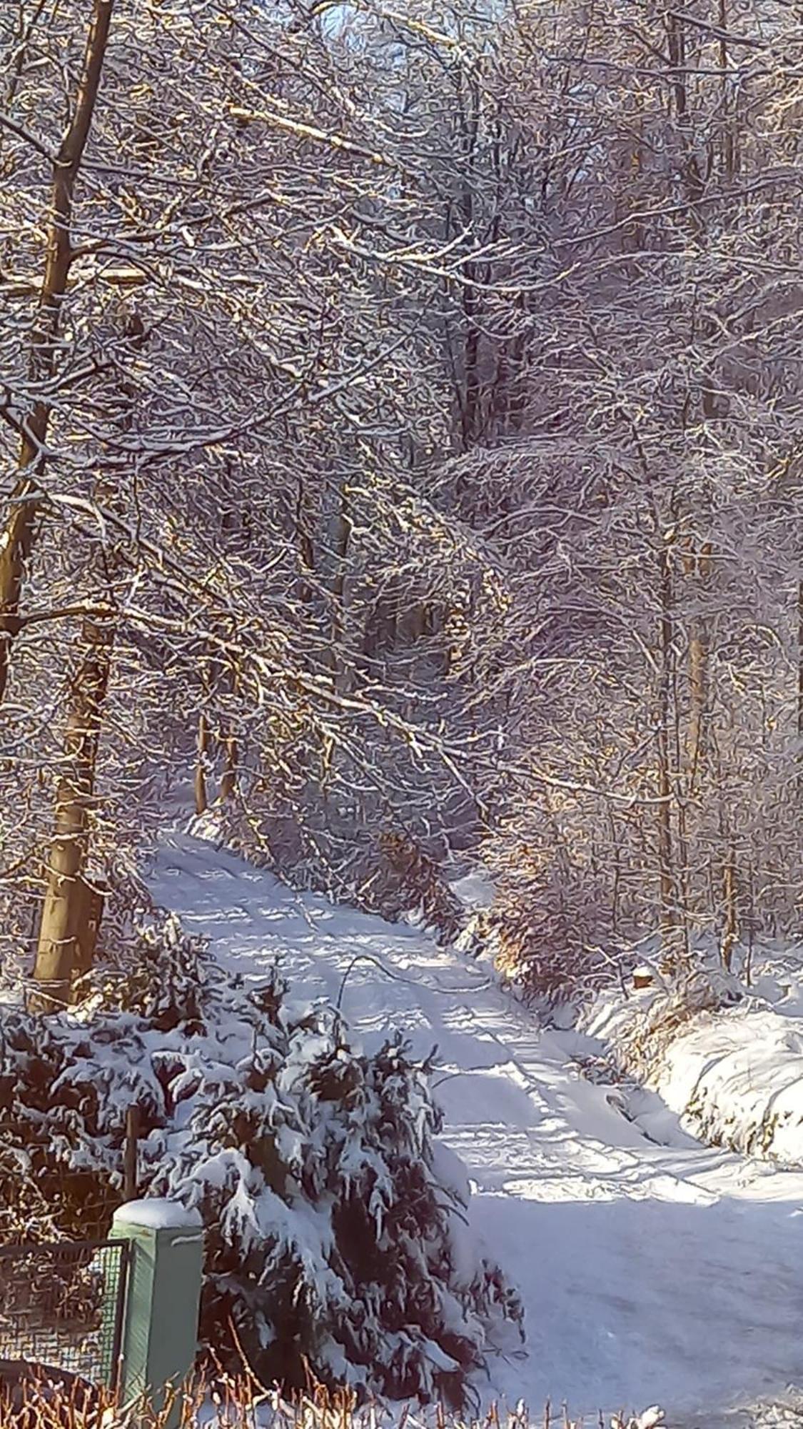شقة Haus Am Wald Hillscheid المظهر الخارجي الصورة